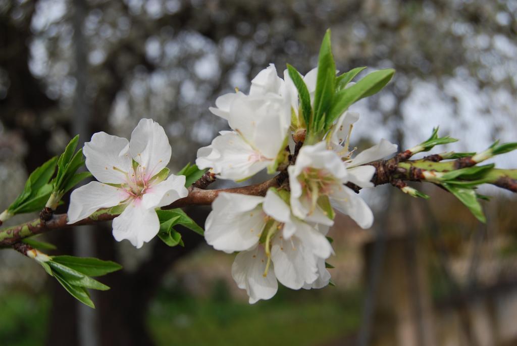 Finca Son Vivot Exterior foto